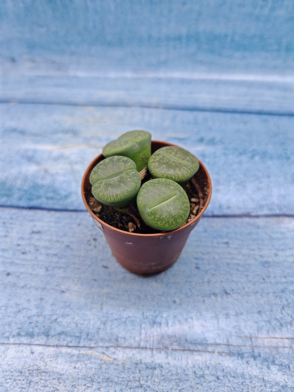 Lithops sp. (Литопсы)