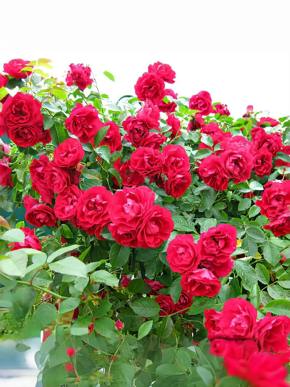 Роза плетистая Симпати