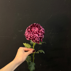 Хризантема бигуди цвета бургунди 60 см / 1 шт