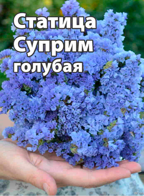 Статица суприм голубая