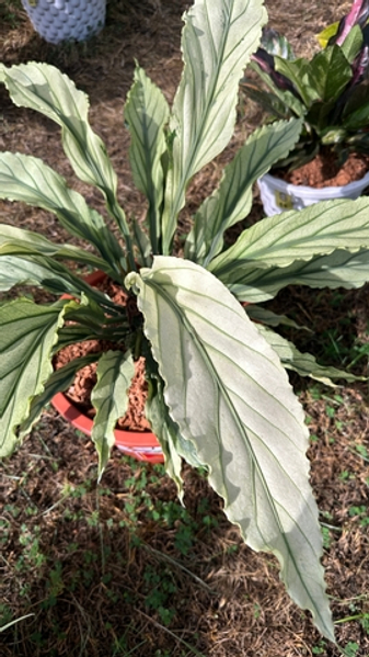 Декоративнолиственные антуриумы на выставке в Бангкоке. Декабрь 2025