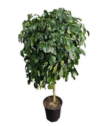 Радермахера штамб