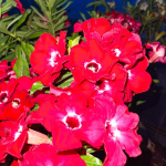 Адениум RUBY RED