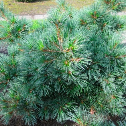 Сосна Веймутова Блю Секрет С15 30-40