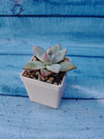 Echeveria Colorata Ice (Эхеверия)