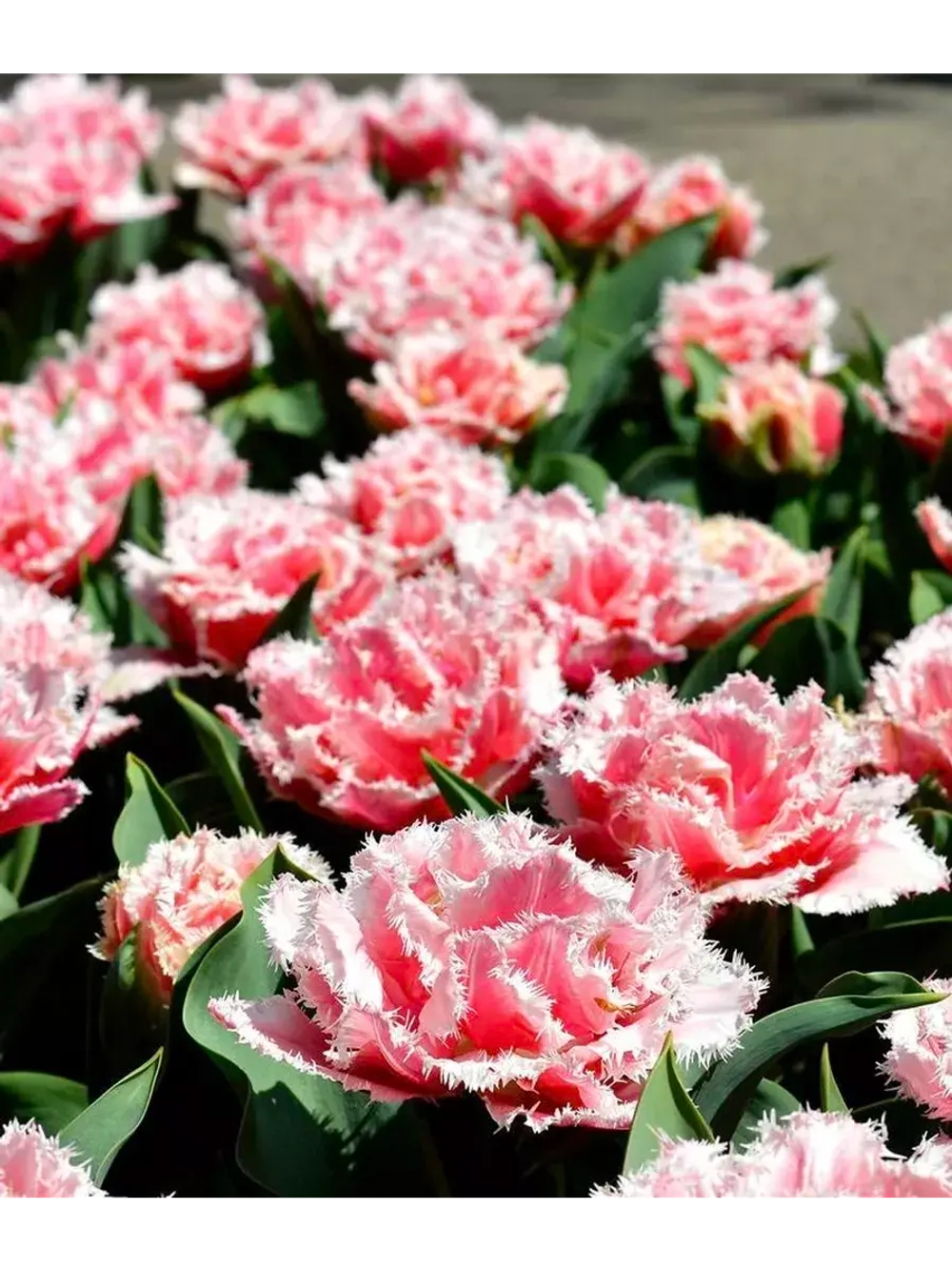 Тюльпаны пионовидные ,луковицы сорт QUEENSLAND (4 штуки)