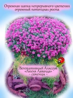 Алиссум вегетативный Люсия Лаванда розовый Lucia Lavаnder
