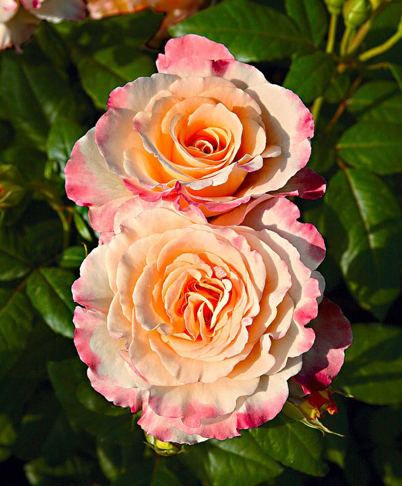 Роза чайно-гибридная Акварель