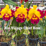 Орхидея ринхолелиокаттлея RLC. VILLAGE CHIEF ROSE