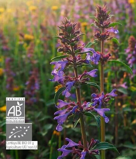 Шалфей испанский, натуральное эфирное масло БИО, Pranarom