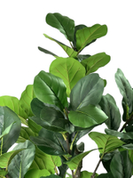 Фикус Лирата 160 см.