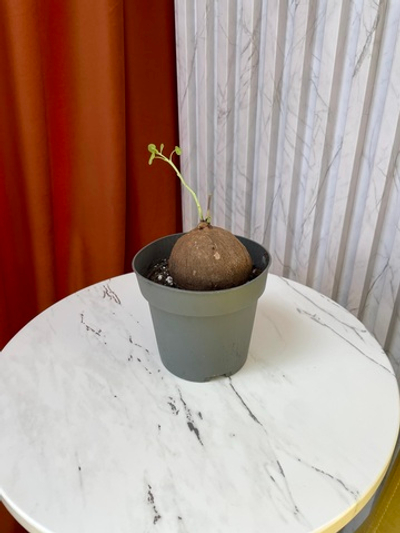 Стефания Эректа, D12см Н40см, 1шт, Нидерланды