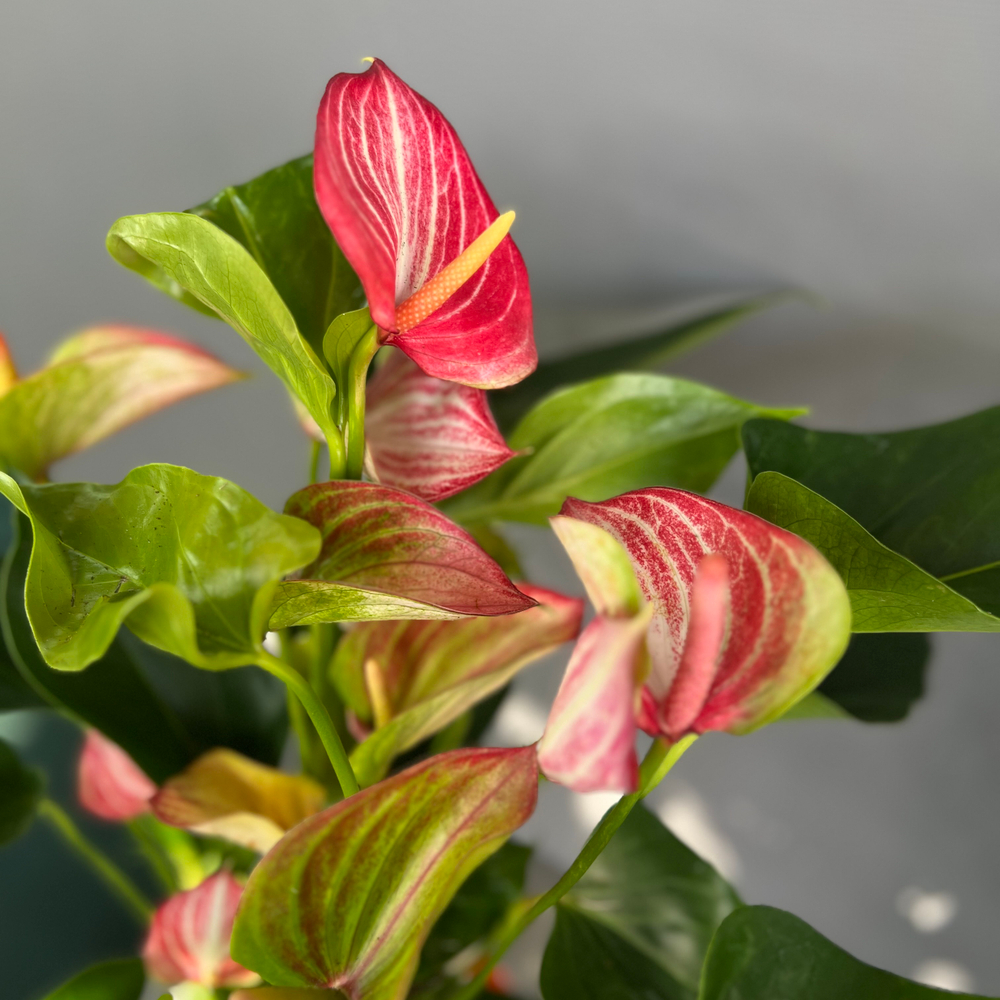 Антуриум Delicata