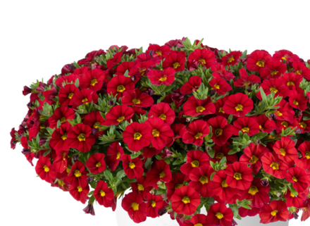 ЕВРО Calibrahoa Lia Chili Pepper. ОКС укорененный черенок 15-20 февраля