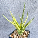 Сансевиерия BANLUE TORCH VAR s.L