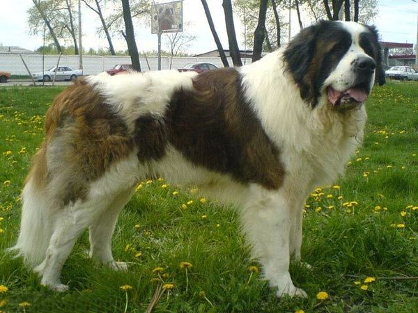 Московская сторожевая Московская сторожевая