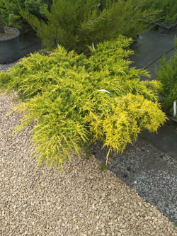 Можжевельник средний Мордиган Голд С12 50-60