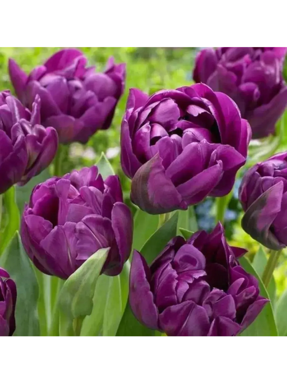 Тюльпаны Saigon Double 4 шт, набор луковиц