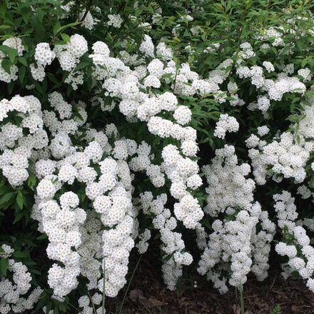 Спирея Вангутта Т60 80-100