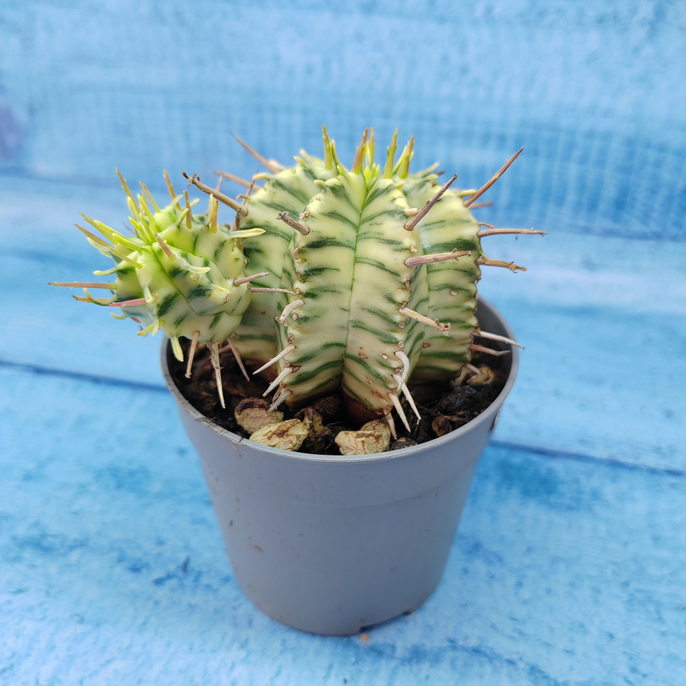 Euphorbia meloformis f. Variegated (Эуфорбия вариегатная)
