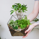 Готовый флорариум бонсай Фикус Икос