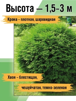 Туя саженец западная Вудварди хвойные деревья