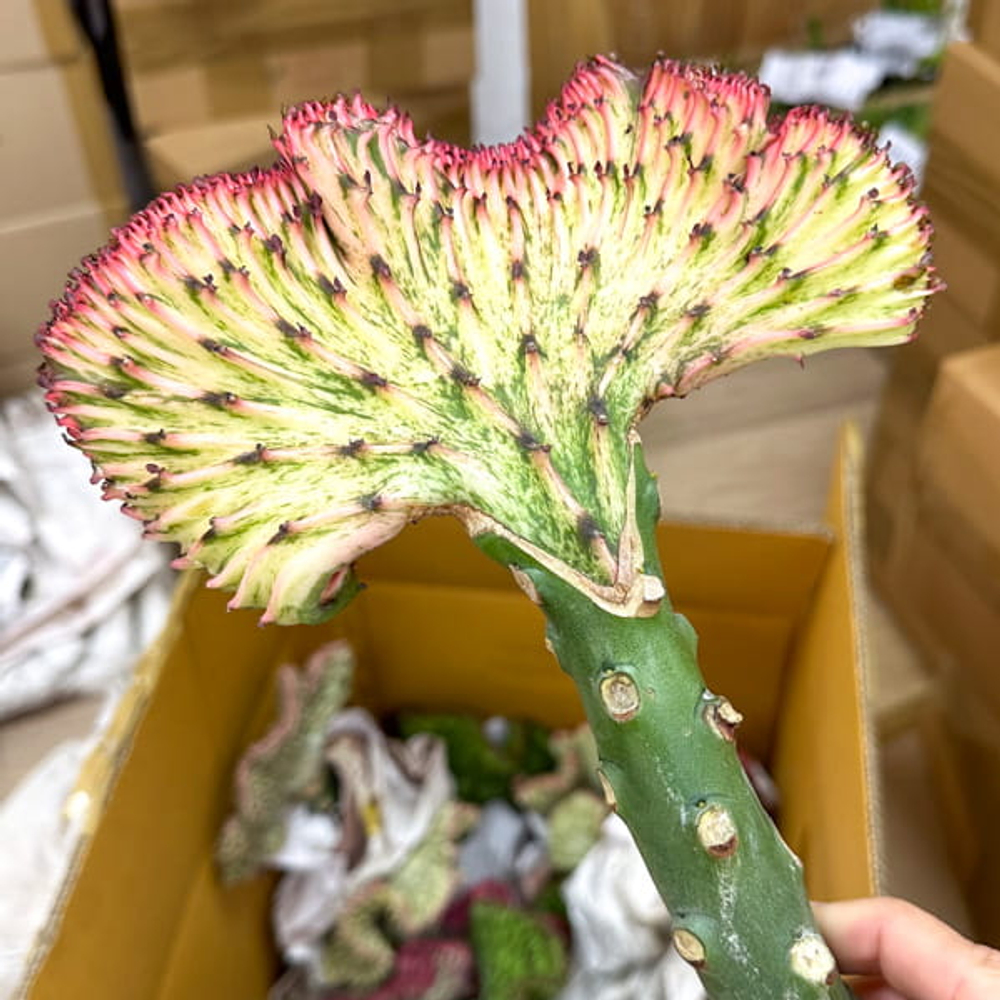 Эуфорбия лактеа кристата GREEN