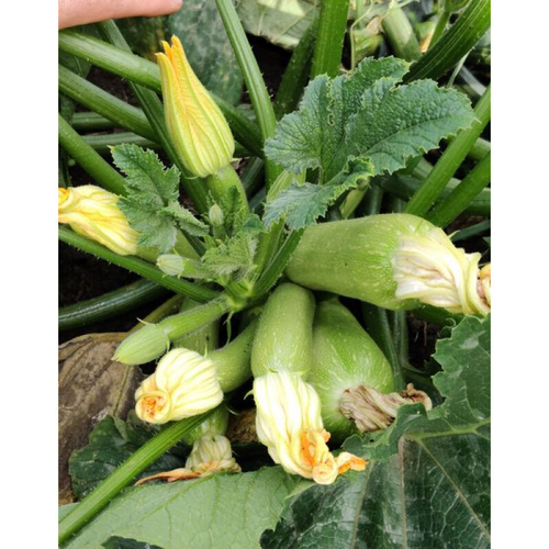 Кабачок Даша F1