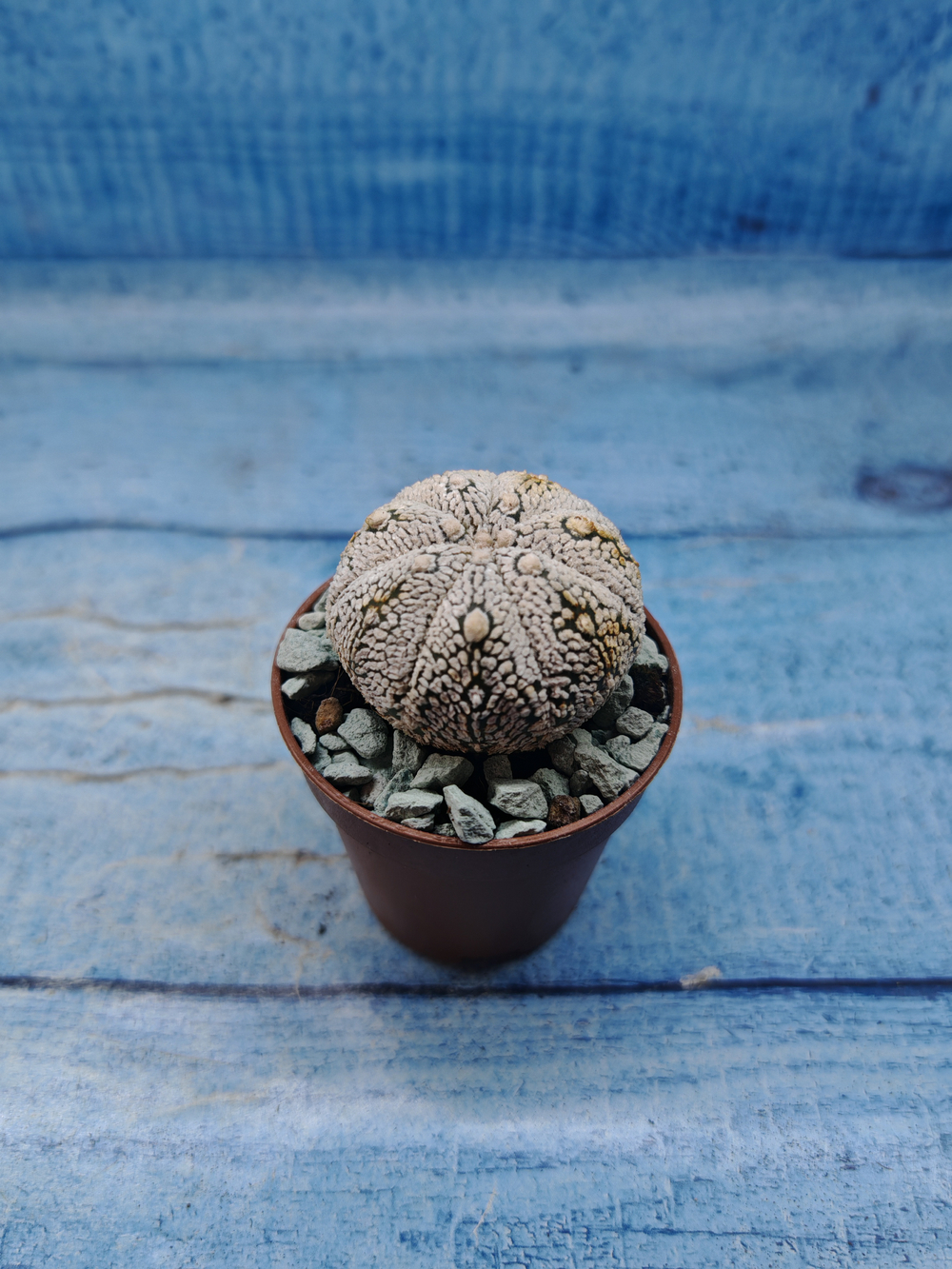 Astrophytum Asterias "Super Kabuto" (Астрофитум)