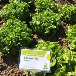 КАРАВЕЛ семена салата (Rijk Zwaan | Alexagro)