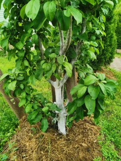 Краска для побелки садовых деревьев ЯРКО САДОВОД, белая матовая, 2,5 кг