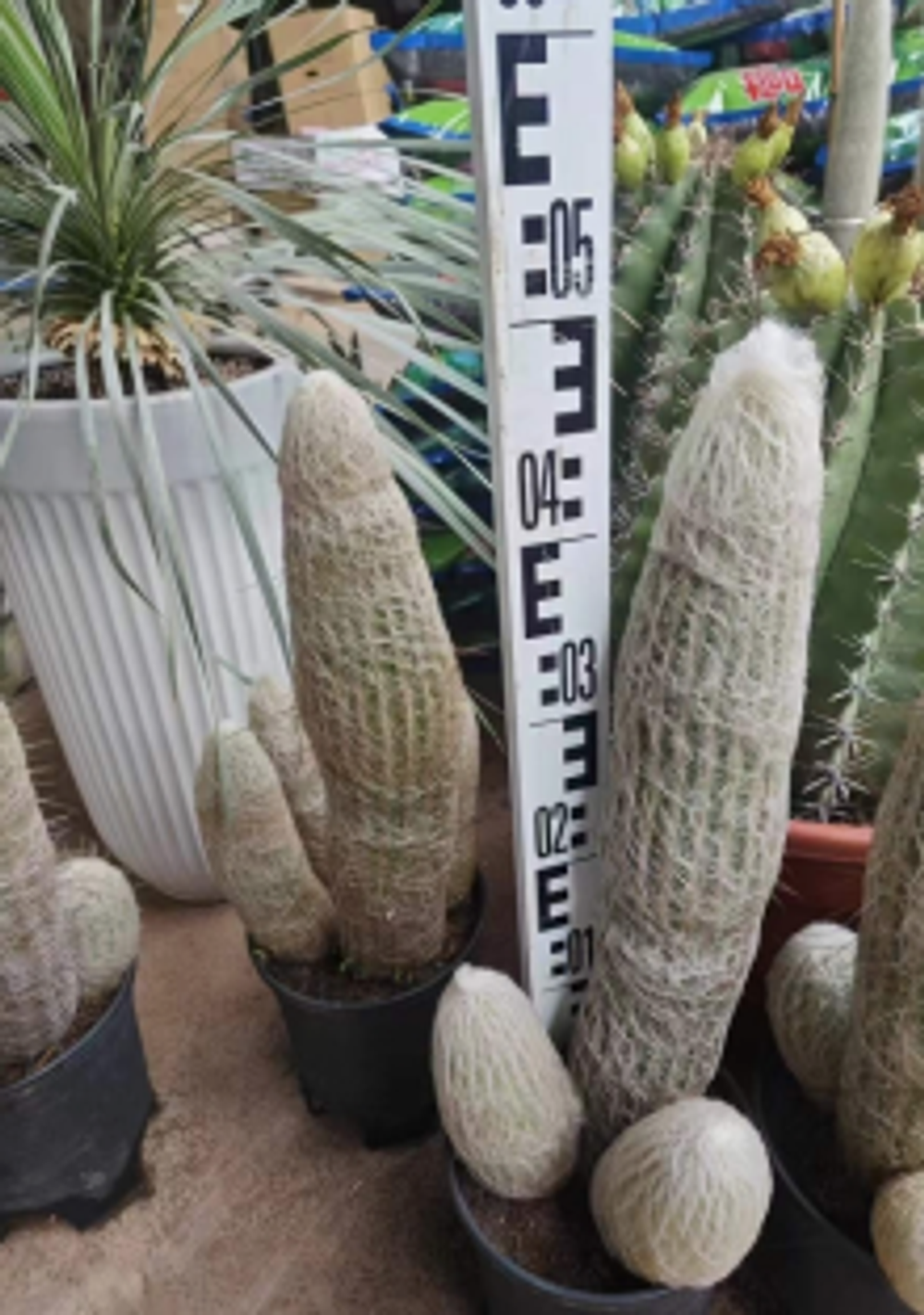 Кактус высокий super 80 см. д 25