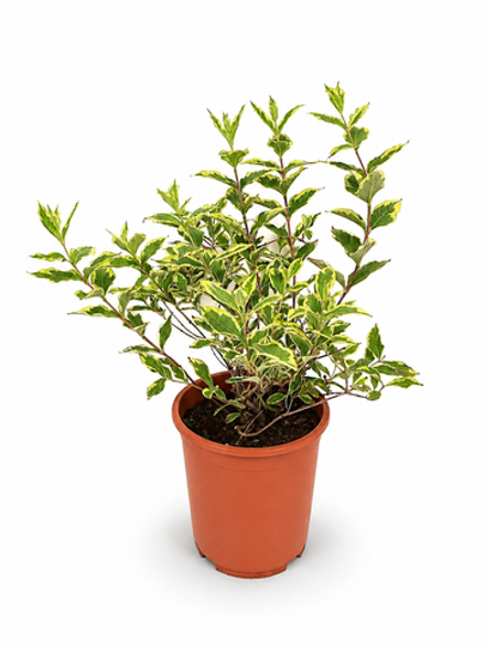 Вейгела ‘Variegata’