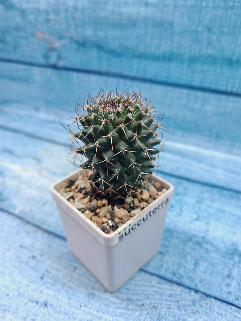 Mammillaria Hildagensis (Маммилярия)