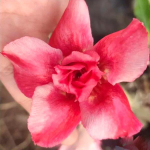 Адениум обесум OLD ROSE