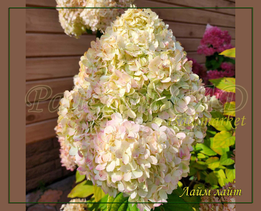 Гортензия метельчатая Лайм Лайт- Лаймовый свет (Hydrangea paniculata `Limelight`)