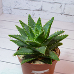 Aloe Brevifolia (Алоэ)