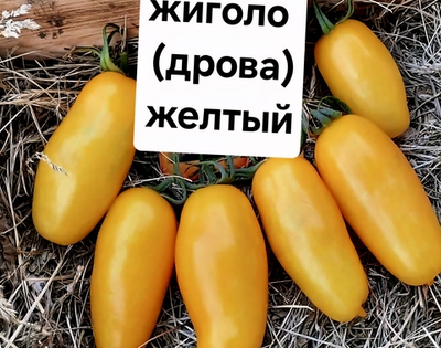 ЖИГОЛО (ДРОВА ) ЖЕЛТЫЙ