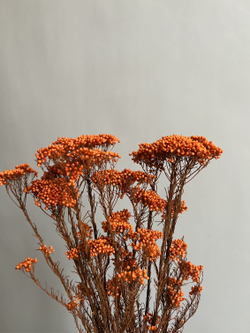 Озотамнус стабилизированный оранжевый