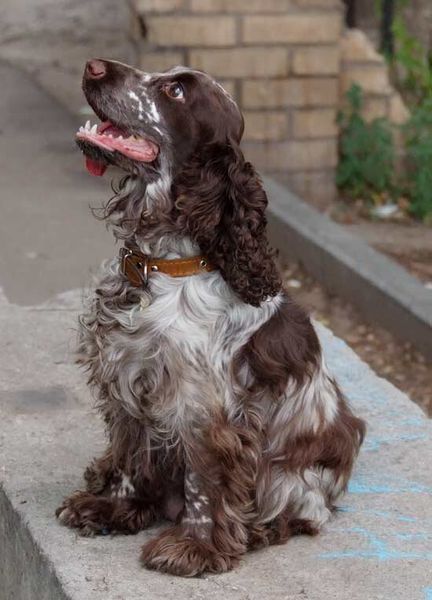 Филд-спаниель Филд-спаниель