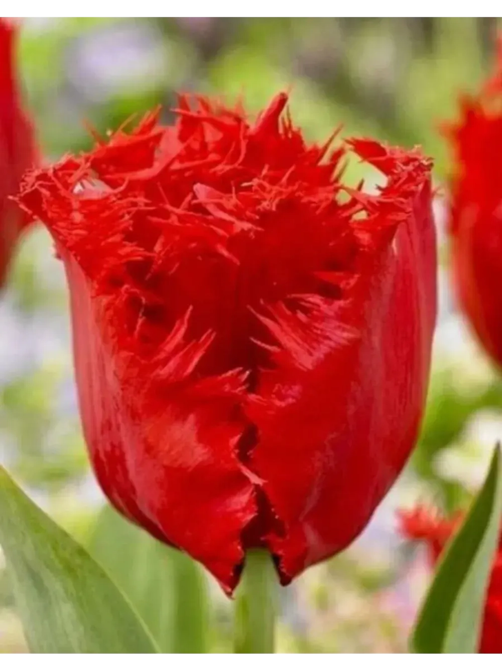 Тюльпаны Indiana 3 шт, набор луковиц