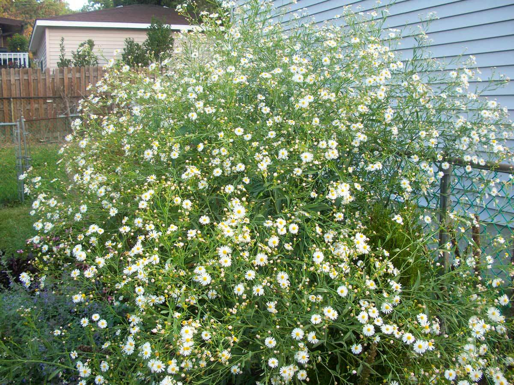 Болтония астровидная "Snowbank". Boltonia asteroides "Snowbank".
