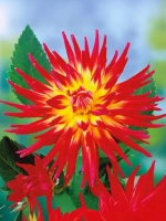 Георгин кактусовидный Бора Бора