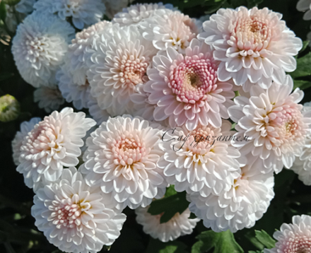 Хризантема мультифлора Koon м.50 /поставка весна 2026г/