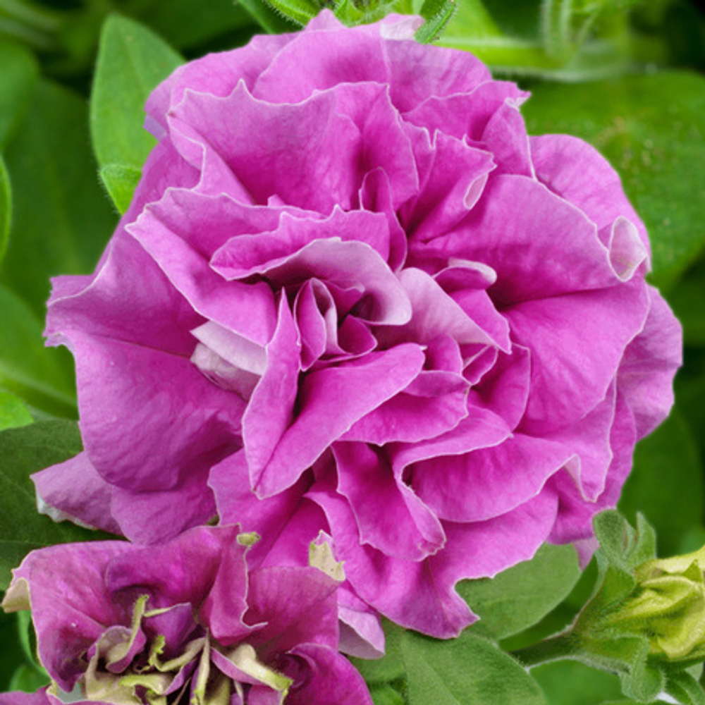 Петуния SURFINIA DOUBLE LILAC