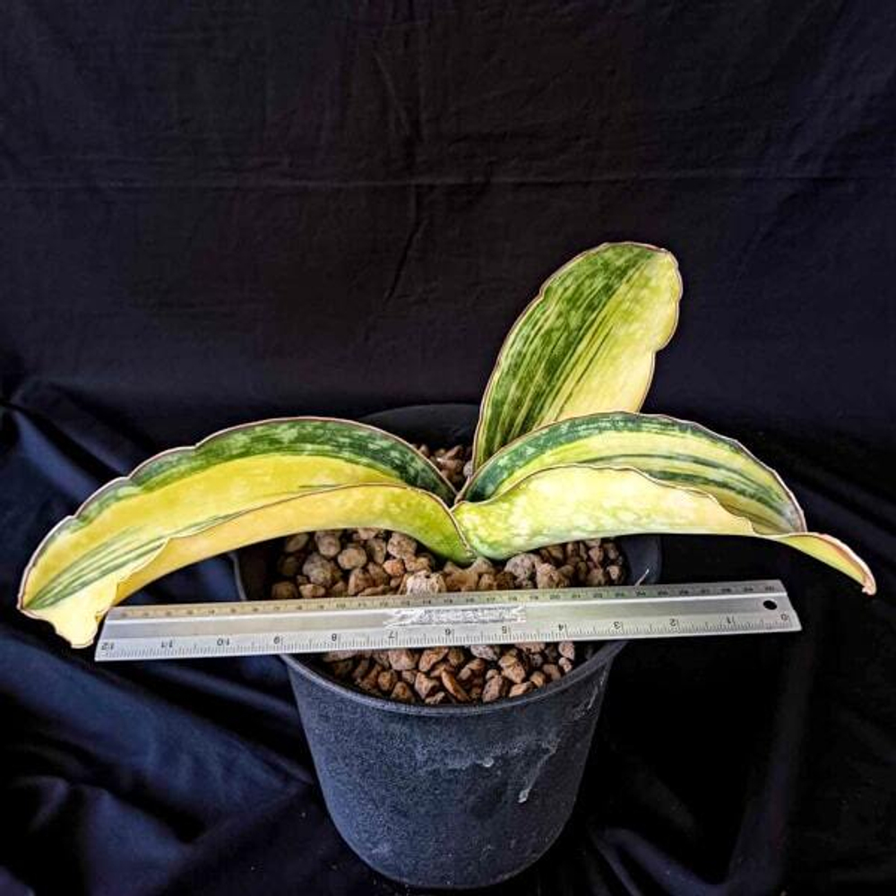 Сансевиерия DRAGON WING VAR