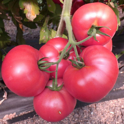 Томат Вермилион F1 (50шт) Витагрин Профи