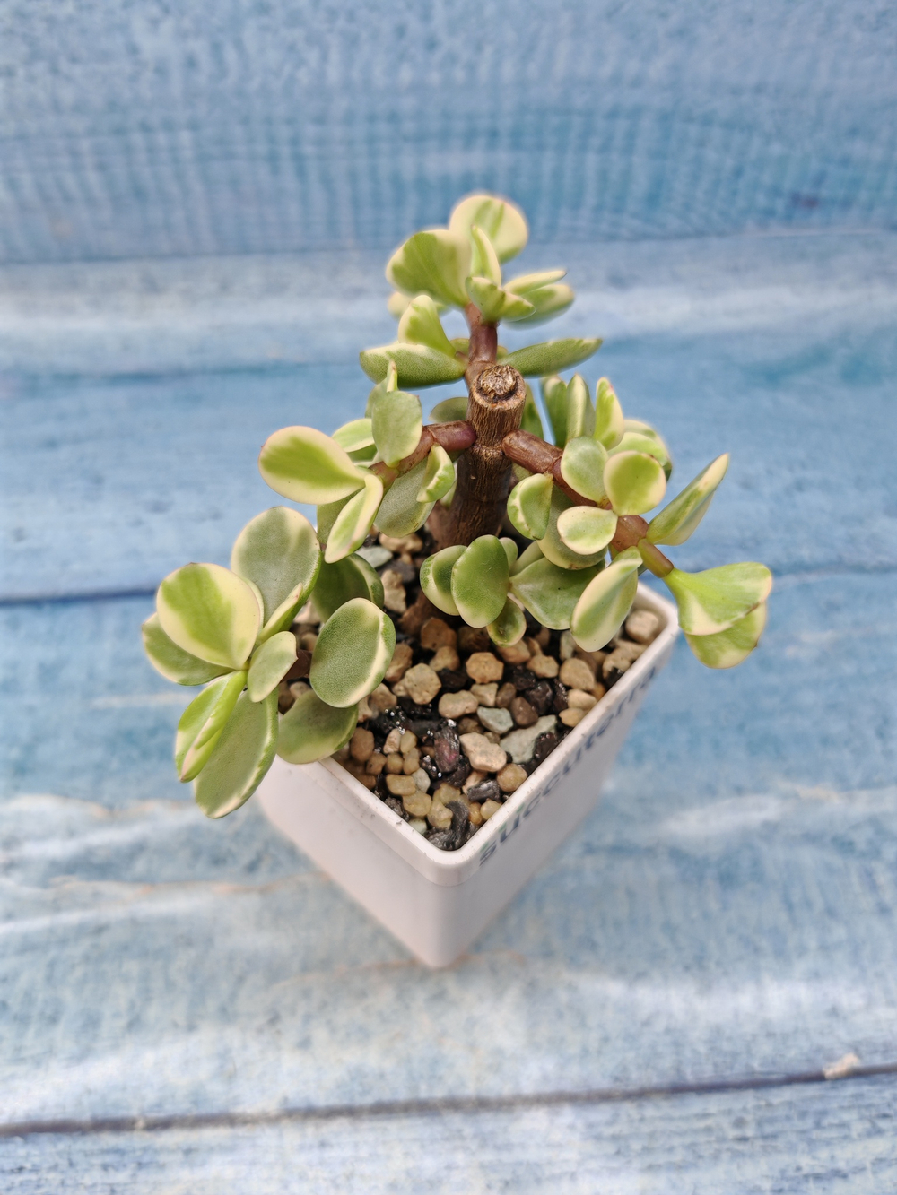 Portulacaria Afra Variegata (Портулакария)
