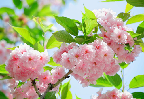 Фотообои 3-028 Цветение сакуры 3 х 2,7 м