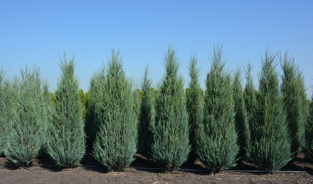 Можжевельник скальный Блю Эрроу B+S 200+